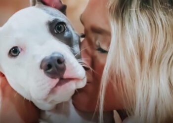 Dog Who Couldn’t Move Sprints to Savior Who Restored Her Life