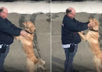 A Mailman and Golden Retriever Warm Hearts with Their Charming Bond