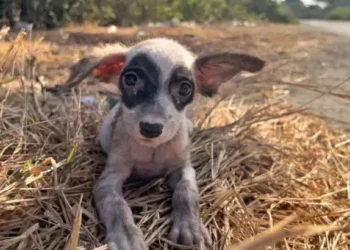 A Gentle Man Finds a Delightful Stray Puppy and Offers Her a Lifelong Home