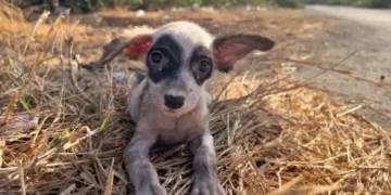 A Gentle Man Finds a Delightful Stray Puppy and Offers Her a Lifelong Home