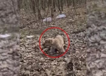 A Stray Puppy Surviving on Leaves in the Forest Finally Rescued