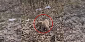 A Stray Puppy Surviving on Leaves in the Forest Finally Rescued