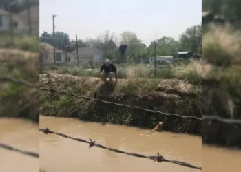 Police Captain’s Daring Rescue Saves Dog from Utah Canal