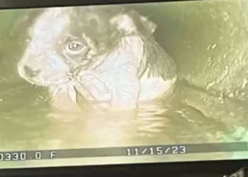 Big-Hearted Rescuers Save Shivering Furry Baby from Sewer Drain