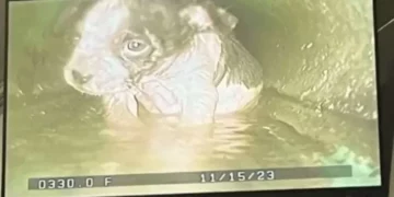 Big-Hearted Rescuers Save Shivering Furry Baby from Sewer Drain