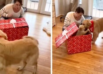 Golden Retriever Meets Christmas Puppy in Heartwarming Surprise