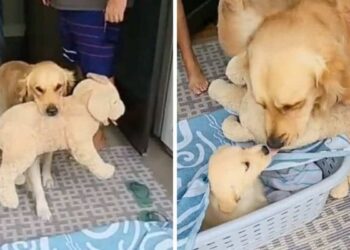 Dog Needs Stuffed Animal for Comfort and His Reaction to Getting a Real Friend Is Super Sweet.