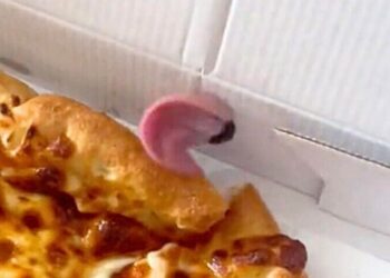 Staffy’s Hilarious Tongue Trick with Pizza Box Captures Owners’ Hearts