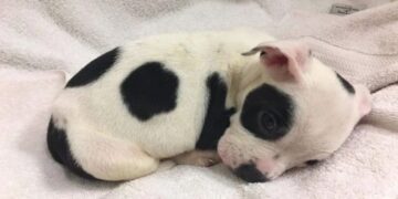 Severely Sick Puppy Heartlessly Left Behind Gets Rescued By Compassionate Heroes