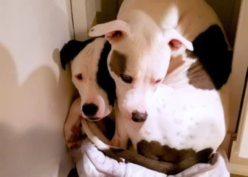 Saved Pit Bull Reunites With Long-Lost Sibling, Becoming Inseparable