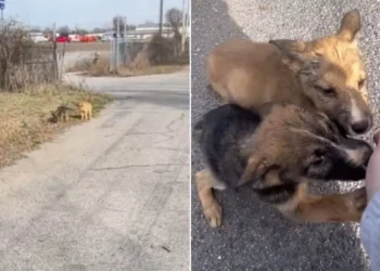 Compassionate Woman Halts Traffic to Rescue Two Boxed Puppies