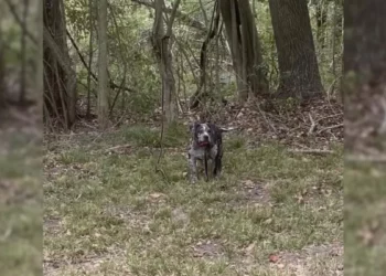 Rescue Team Devastated by Finding Sweet Dog Tied Behind Cemetery