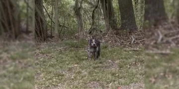 Rescue Team Devastated by Finding Sweet Dog Tied Behind Cemetery