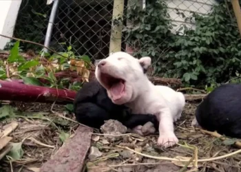 Team Saves Trapped Puppy as Concerned Mother Dog Barks On