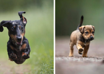 I Photographed Running Dogs and Captured Their Utterly Joyful Expressions