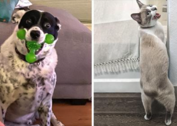 20 Animals Unaware of Their Own Comical Nature