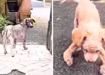 Street Dog Leads Rescuer to Tiny Friend in Heart-Wrenching Condition