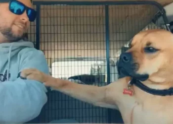 The Rescue Dog Refuses To Let Go Of His Dad’s Hand Fearing Abandonment Again