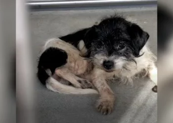 Trembling Senior Dog Undergoes an Amazing Transformation