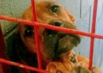 Heartbreaking Image Of A Dog Crying Real Tears As Adoption Hopes Fade