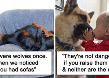 30 Heartwarming Tweets Celebrating Dogs as Man’s Loyal Companions