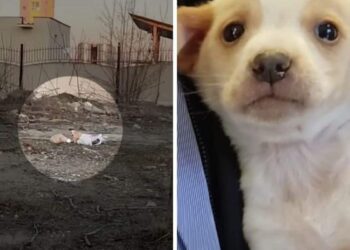 Puppy Left Alone Crying in a Sea of Garbage Gets Rescued