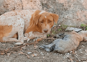 Stray Dog Seeks Human Aid in Desperate Effort to Rescue Sick Puppy