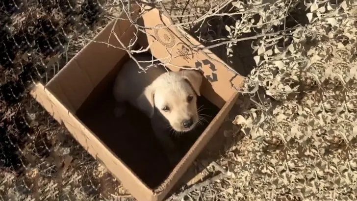 Caring Volunteers Discover Abandoned Puppy Crying on Railroad Tracks – Puppy  Lover Hub