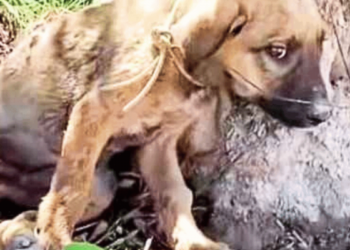 Rescuer Saves Injured Puppy Tied to Tree and Treats Its Wounds