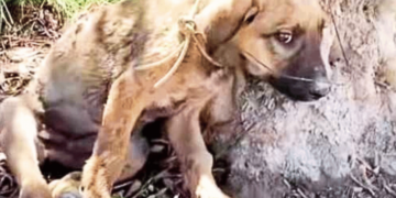 Rescuer Saves Injured Puppy Tied to Tree and Treats Its Wounds