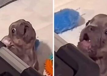 French Bulldog’s Adorable Bedtime Rebellion Wins Hearts