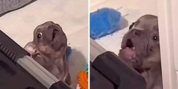 French Bulldog’s Adorable Bedtime Rebellion Wins Hearts