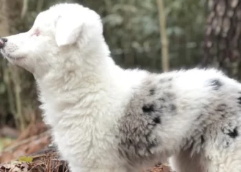 Vet Refuses Owners’ Request to Euthanize Blind and Deaf Puppy, Offers Hope Instead