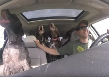 Dad Records His Four Big Dogs Excitedly Traveling to Their Favorite Spot