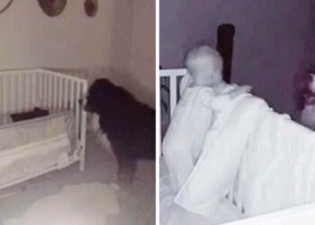 Bernese Mountain Dog Visits Baby in Crib and Shows Love