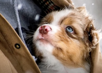 Old Man Rescues Puppy with Rare Condition and Forms Heartfelt Bond