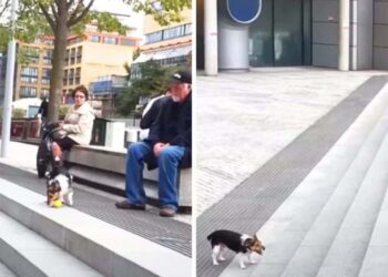 Clever Dog Delights the Internet by Playing Fetch with Himself on a Staircase