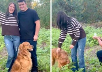 A Marriage Proposal Made Unforgettable with the Help of a Loyal Dog
