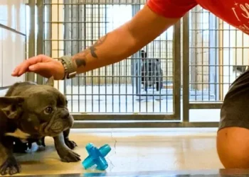Shaking French Bulldog Discovers Love for the First Time with Her Amazing Foster Owner