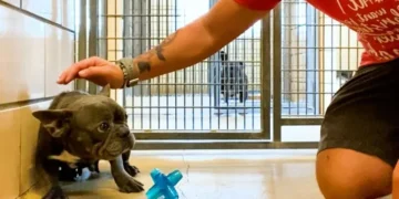 Shaking French Bulldog Discovers Love for the First Time with Her Amazing Foster Owner