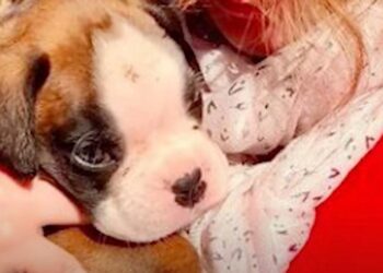 Couple Discovers Abandoned Puppy in a Crushed Cardboard Box While Taking Out Trash