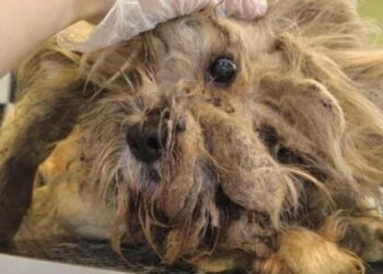 Neglected Dog’s Life Turns Around After Rescuer Steps In to Save Him