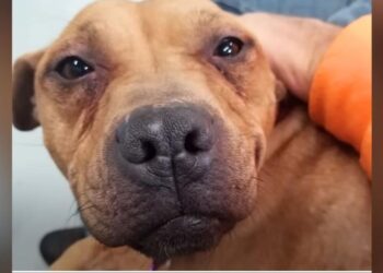 Heroic Cop Rescues Trembling Pittie in Freezing Windchill, Promises Protection