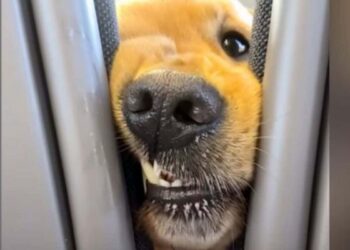Dog Insists On Saying Hi To Everyone On His Train Rides
