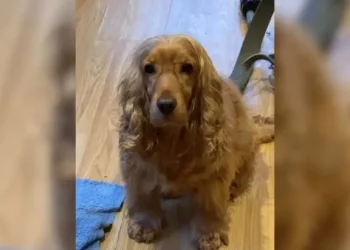 Rescued Cocker Spaniel Displays Unique Skill by Performing an Ear Trick