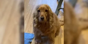 Rescued Cocker Spaniel Displays Unique Skill by Performing an Ear Trick