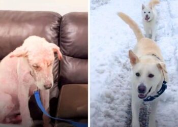 Dog Flourished with a New Family After Being Emaciated Sick and Sad