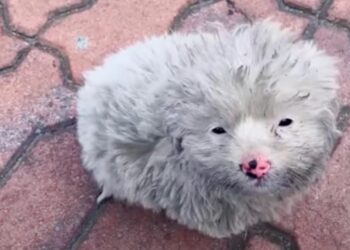 Messy Puppy Looks Up at Man with Hopeful Eyes, Begging to Go with Him