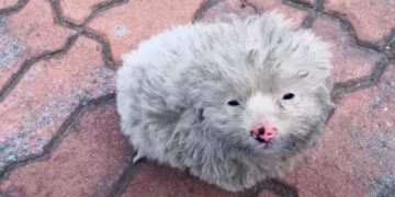 Messy Puppy Looks Up at Man with Hopeful Eyes, Begging to Go with Him