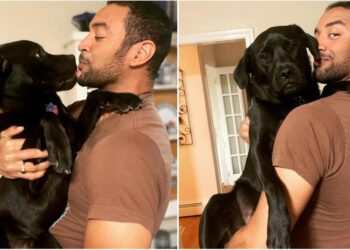 Man Vows to Protect Heart of Dog Repeatedly Returned, Offering Forever Safety